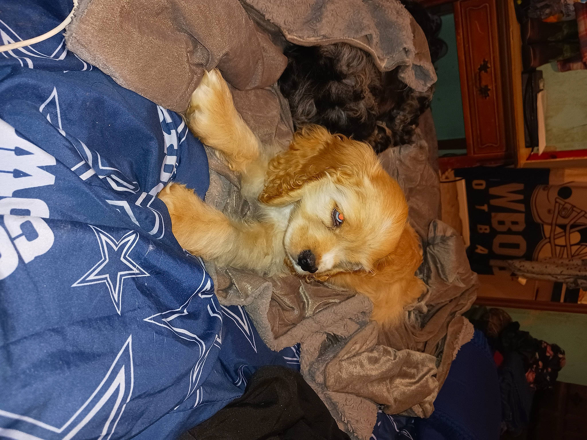 Jack is registered to the contest to win money with this photo: border_terrier, canidae, carnivore, comfort, companion_dog, dog, dog_breed, dog_clothes, fawn, felidae, fur, hat, small_terrier, snout, sporting_group, terrier, toy, toy_dog, whiskers