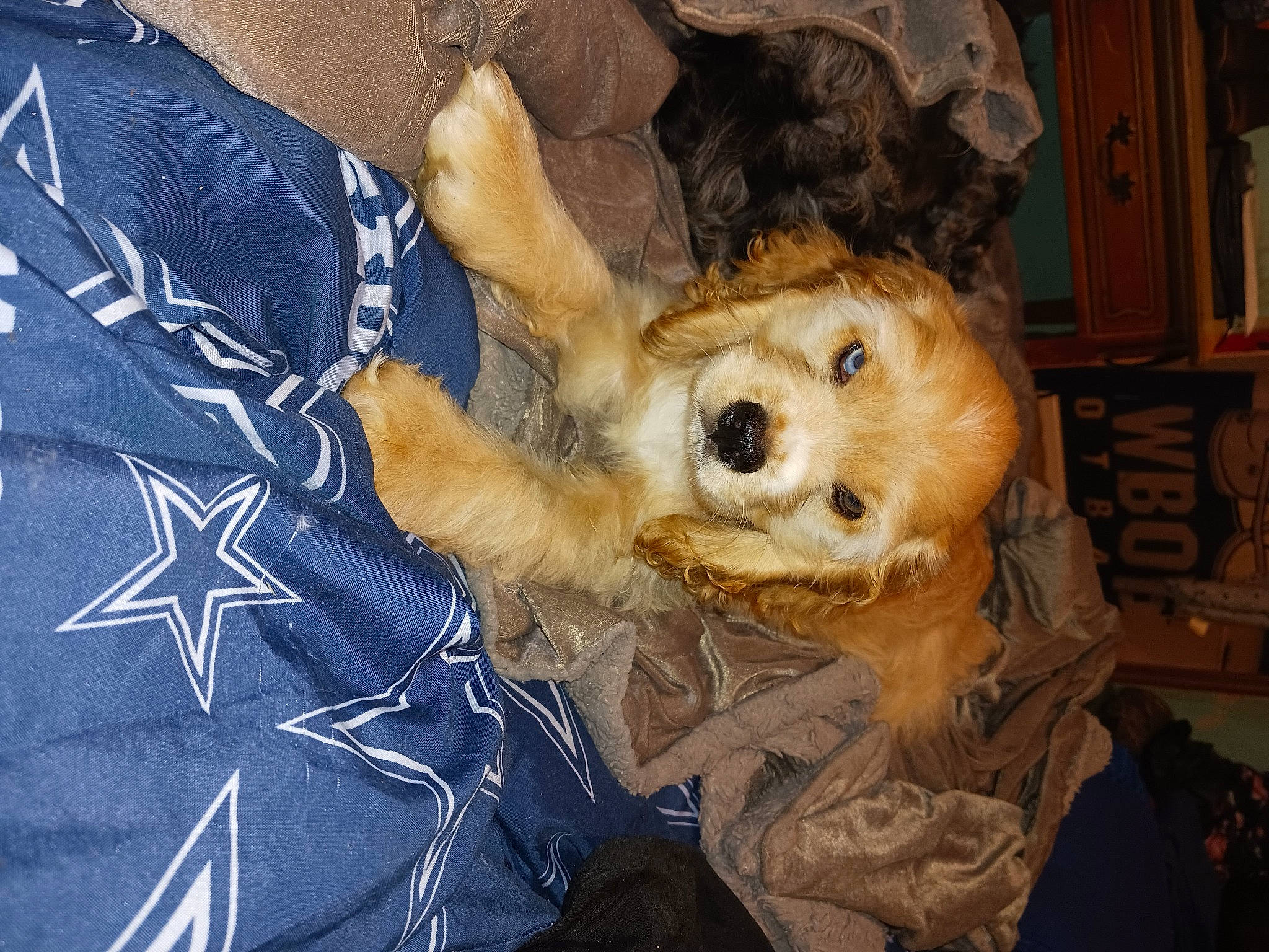 Jack joined the competition — help win amazing prizes! canidae, carnivore, companion_dog, dog, dog_breed, dog_clothes, dog_supply, fawn, fur, non_sporting_group, paw, pomeranian, puppy_love, snout, spitz, sporting_group, stuffed_toy, toy, toy_dog, whiskers