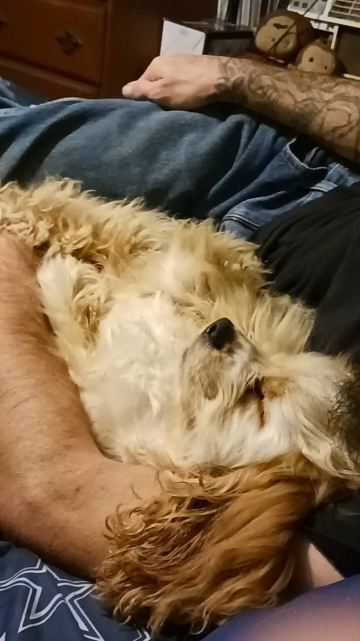 Jack is registered to the contest to win money with this photo: canidae, carnivore, companion_dog, dog, dog_breed, dog_supply, fawn, felidae, fur, liver, non_sporting_group, paw, small_terrier, small_to_medium_sized_cats, sporting_group, tail, terrier, toy_dog, whiskers, working_animal