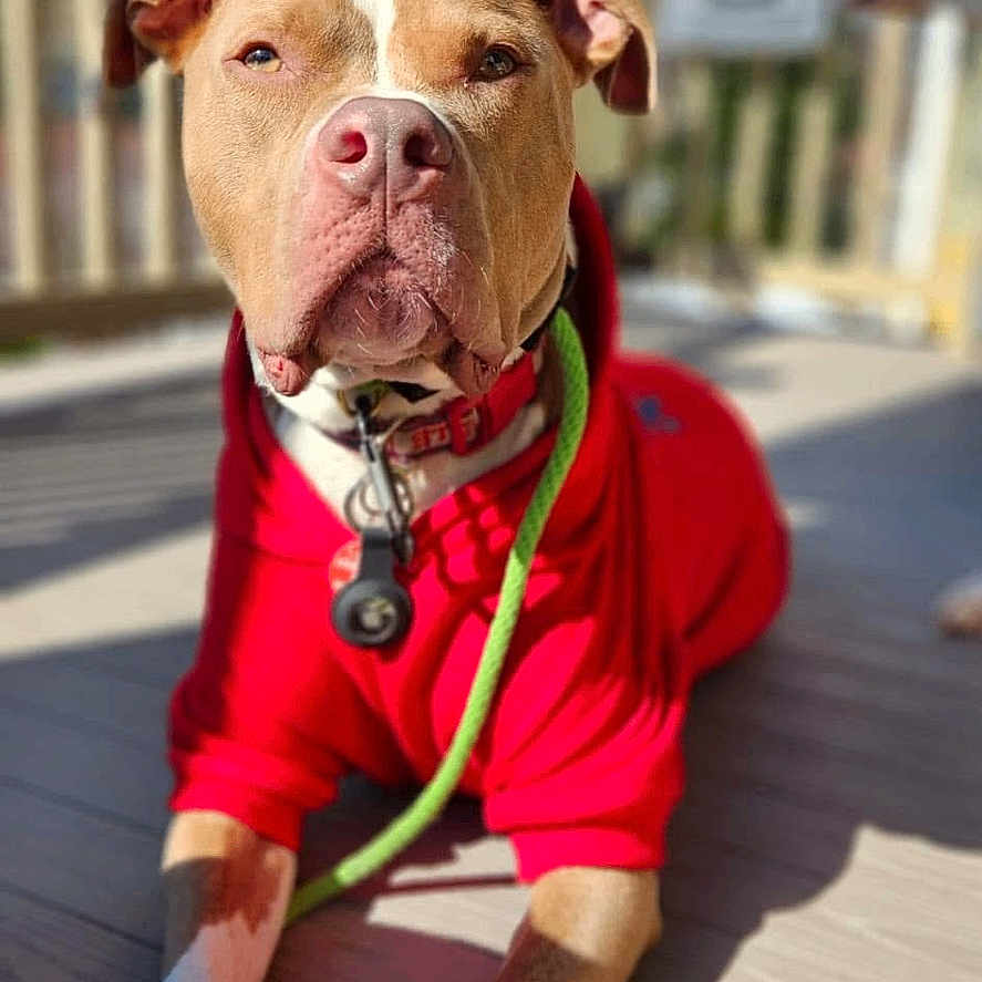 Ernie joined the competition — help win amazing prizes! accessories, animal, architecture, boxer, building, bulldog, canine, dog, face, head, indoors, interiordesign, person, pet, photography, pitbull, portrait, puppy, strap, wood