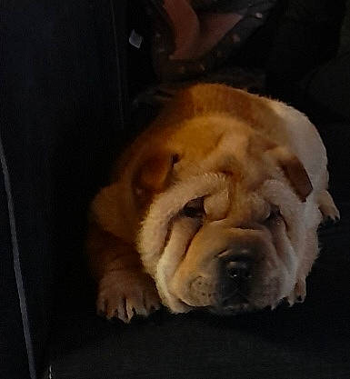 Estrella a rejoint le concours — aidez-le/la à gagner de superbes lots ! bored, canidae, carnivore, cloud, comfort, companion_dog, dog, dog_breed, fawn, ori_pei, paw, shar_pei, sky, sporting_group, terrestrial_animal, toy_dog, whiskers, wood, working_animal, wrinkle