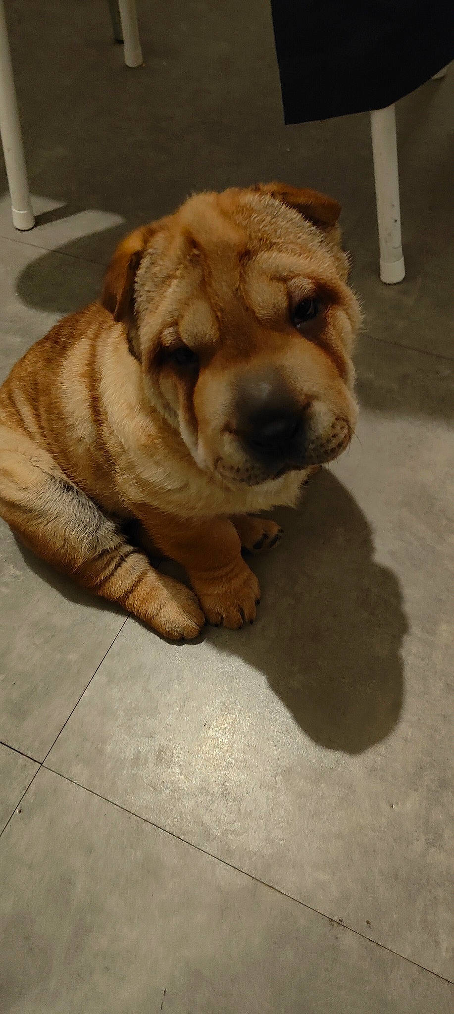 Estrella participe au concours pour gagner de l'argent avec cette photo : ancient_dog_breeds, canidae, carnivore, companion_dog, dog, dog_breed, fawn, flooring, fur, non_sporting_group, paw, pet_supply, puppy, sporting_group, tail, terrestrial_animal, whiskers, working_animal, wrinkle