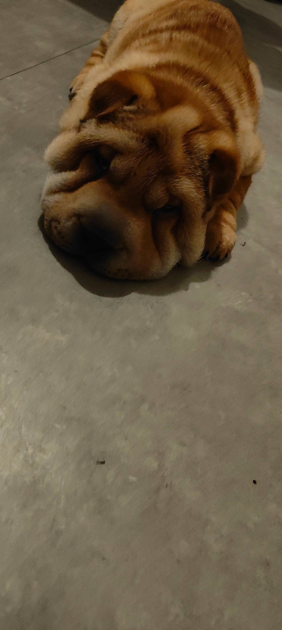 Estrella a rejoint le concours — aidez-le/la à gagner de superbes lots ! art, artifact, big_cats, carving, classical_sculpture, clay, companion_dog, dog, dog_breed, felidae, fur, gesture, jaw, liver, paw, sculpture, snout, terrestrial_animal, wood, wrinkle