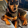 dog, black_and_tan, pet, collar, camera, blanket, indoor, animal, canine, fur, paw, ears, nose, eyes, resting, cute, companion, pet_accessory, home, relaxed