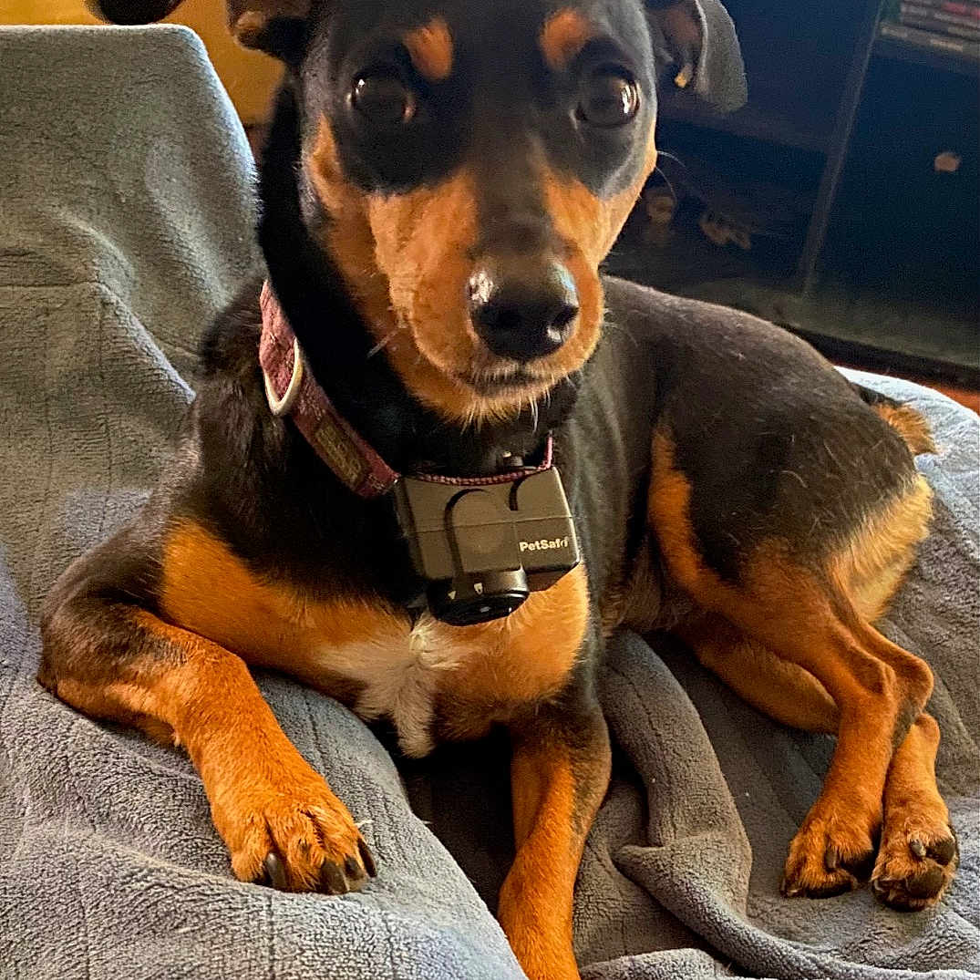 Lulu