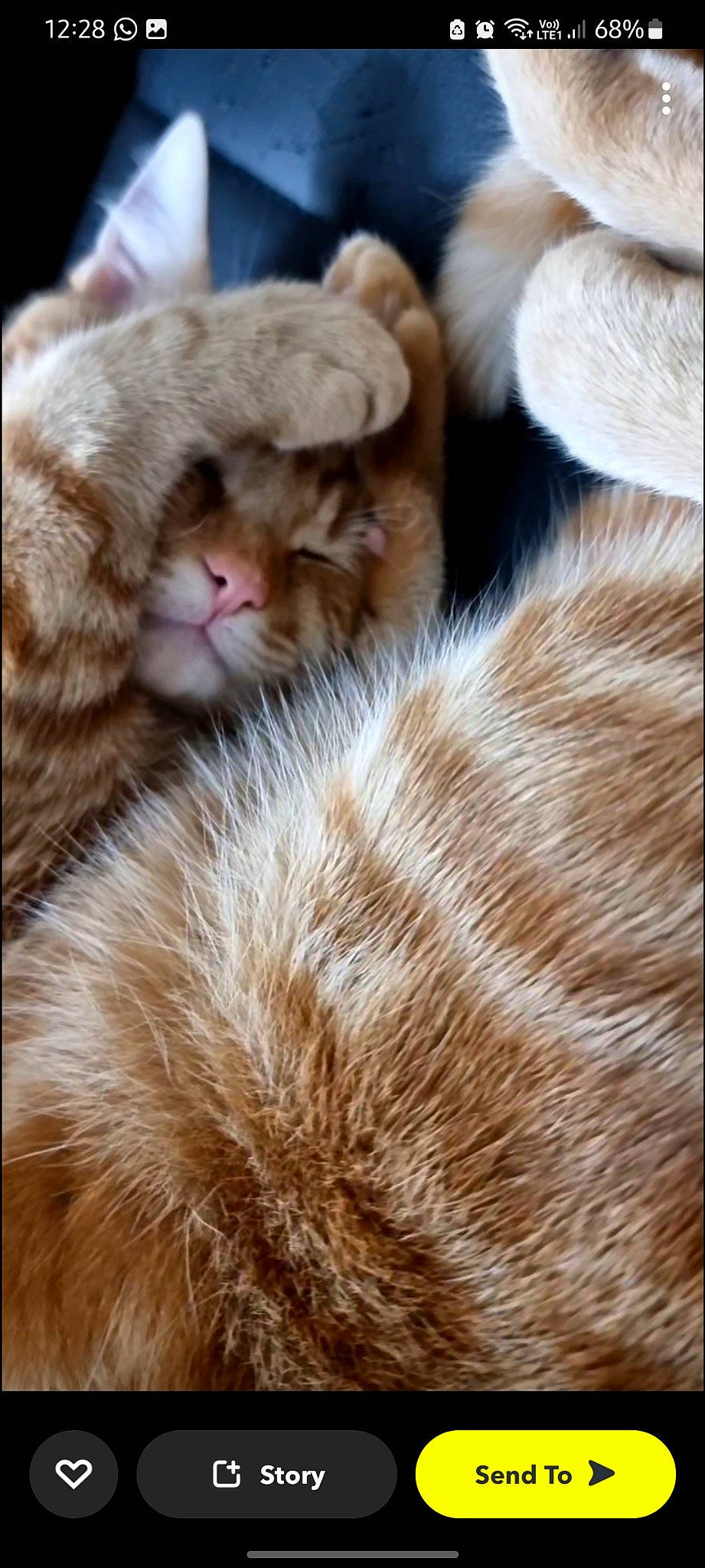 Luke is registered to the contest to win money with this photo: carnivore, cat, claw, close_up, comfort, domestic_short_haired_cat, fawn, felidae, fur, liver, nap, natural_material, paw, small_to_medium_sized_cats, snout, tail, terrestrial_animal, textile, whiskers, wildlife