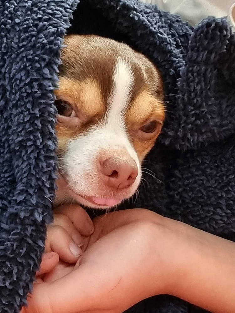 Chewy joined the competition — help win amazing prizes! canidae, carnivore, comfort, companion_dog, dog, dog_breed, fawn, fur, nail, nap, non_sporting_group, paw, puppy_love, snout, sporting_group, terrestrial_animal, toy_dog, whiskers, wool, working_animal