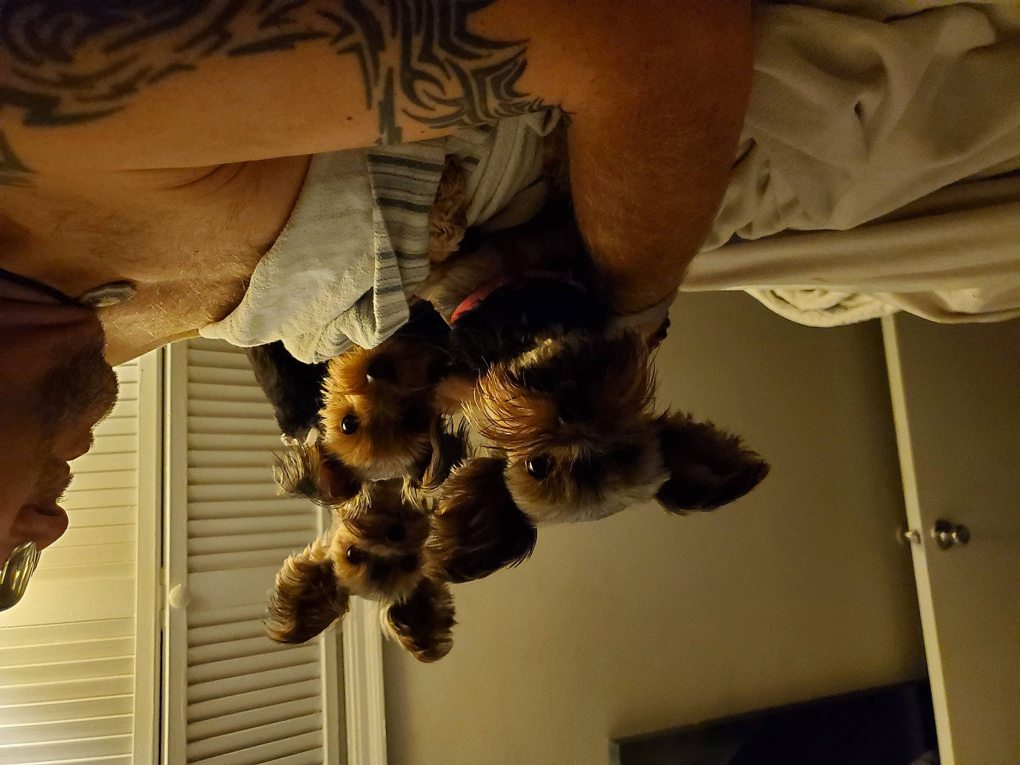 Riversong is registered to the contest to win money with this photo: art, canidae, carnivore, dog_breed, ear, fawn, felidae, fur, hairstyle, hand, human_body, jaw, room, small_to_medium_sized_cats, snout, sporting_group, tail, tree, whiskers, wood