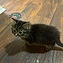 kitten, cat, pet, animal, fur, curious, wooden_floor, indoor, small, cute, young, feline, walking, domestic, mammal, whiskers, ears, tail, shadow, flooring