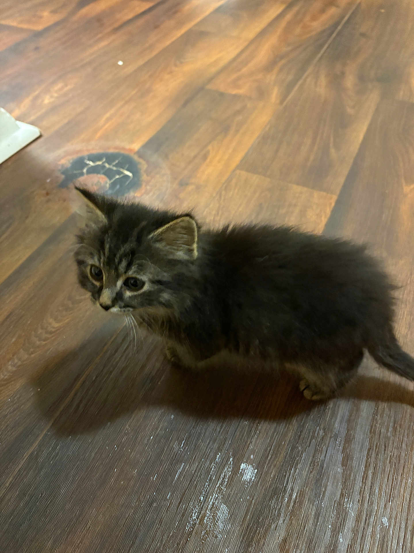 Nero participe au concours pour gagner de l'argent avec cette photo : kitten, cat, pet, animal, fur, curious, wooden_floor, indoor, small, cute, young, feline, walking, domestic, mammal, whiskers, ears, tail, shadow, flooring