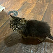 Nero joined the competition — help win amazing prizes! kitten, cat, pet, animal, fur, curious, wooden_floor, indoor, small, cute, young, feline, walking, domestic, mammal, whiskers, ears, tail, shadow, flooring