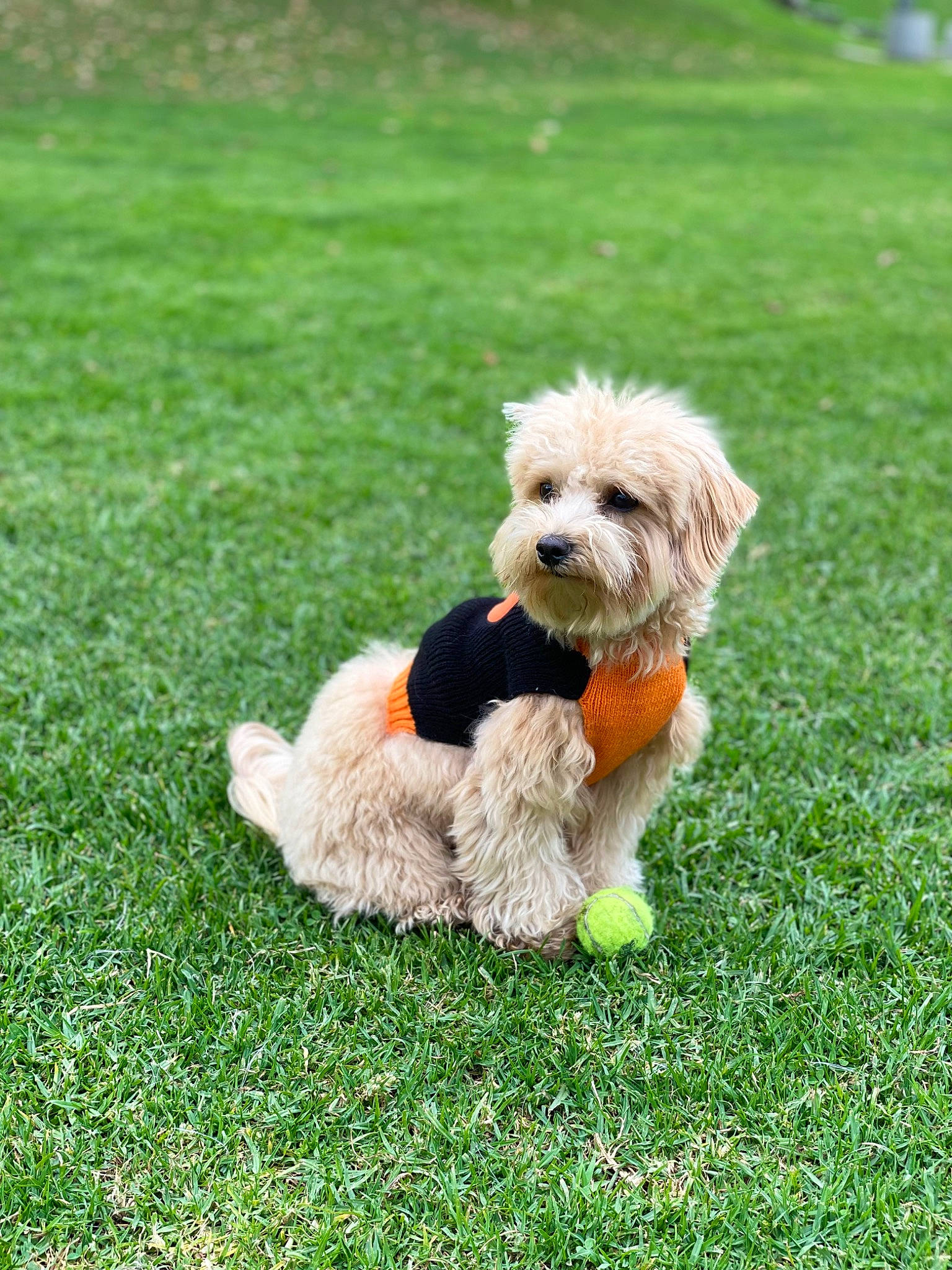 Caramel is registered to the contest to win money with this photo: biewer_terrier, canidae, carnivore, collar, companion_dog, dog, dog_breed, dog_clothes, dog_collar, dog_supply, grass, maltepoo, plant, puppy, small_terrier, sporting_group, terrier, toy_dog, water_dog, working_animal