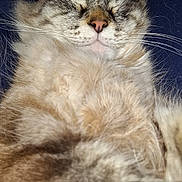 Theo joined the competition — help win amazing prizes! cat, sleeping, fluffy, fur, closeup, pet, animal, whiskers, relaxed, content, domestic_cat, cute, cozy, face, nose, ears, resting, indoor, soft, peaceful