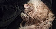 Theo joined the competition — help win amazing prizes! animal, blanket, cat, cozy, curled_up, cute, cute_pet, domestic_cat, feline, fluffy, fur, indoor, paw, pet, relaxing, resting, sleeping, soft, tabby, whiskers