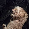animal, blanket, cat, cozy, curled_up, cute, cute_pet, domestic_cat, feline, fluffy, fur, indoor, paw, pet, relaxing, resting, sleeping, soft, tabby, whiskers