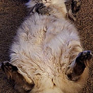 Theo is registered to the contest to win money with this photo: animal, carpet, cat, cute, domestic_animal, feline, fluffy, fur, home, indoor, lying_down, mammal, paws, pet, playful, relaxed, resting, surprised, whiskers, wide_eyes