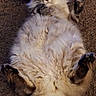 animal, carpet, cat, cute, domestic_animal, feline, fluffy, fur, home, indoor, lying_down, mammal, paws, pet, playful, relaxed, resting, surprised, whiskers, wide_eyes
