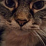 Theo is registered to the contest to win money with this photo: animal, cat, close_up, closeup, cute, domestic_cat, eyes, face, feline, fur, indoor, looking, mammal, muzzle, nose, pet, portrait, tabby, whisker, whiskers