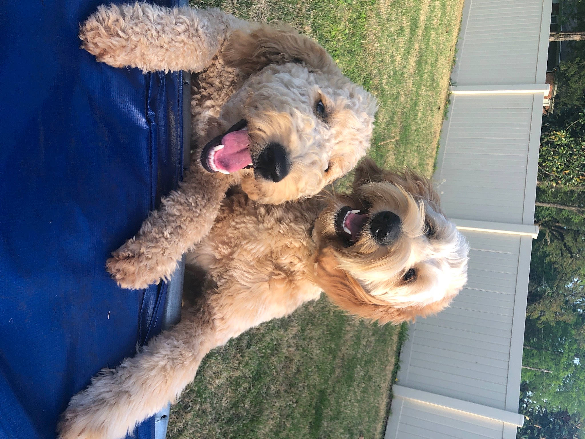 Blair is registered to the contest to win money with this photo: carnivore, collar, companion_dog, dog, dog_breed, dog_clothes, dog_collar, dog_supply, fawn, mammal, pet_supply, snout, sporting_group, sunglasses, terrier, toy, toy_dog, vertebrate, wire_hair_fox_terrier, working_animal