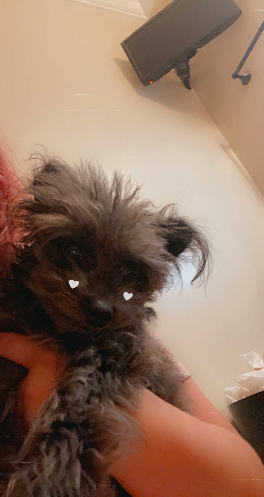 Roxie is registered to the contest to win money with this photo: bed, canidae, carnivore, companion_dog, dog, dog_breed, dog_supply, ear, fawn, fur, liver, maltepoo, non_sporting_group, small_terrier, snout, sporting_group, terrier, toy_dog, whiskers, working_animal