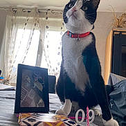 𝐌𝐨𝐮𝐬𝐭𝐢𝐤 a rejoint le concours — aidez-le/la à gagner de superbes lots ! cat, black_and_white, collar, table, birthday_candle, framed_photo, curtains, window, indoor, furniture, celebration, pet, animal, domestic, portrait, decor, light, whiskers, paws, sitting
