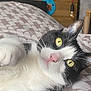 𝐌𝐨𝐮𝐬𝐭𝐢𝐤 participe au concours pour gagner de l'argent avec cette photo : cat, tuxedo_cat, yellow_eyes, bed, bedspread, indoor, relaxed, curious, feline, pet, whiskers, pink_nose, black_and_white, close_up, lying_down, headboard, urban, wall_art, cozy, domestic