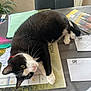cat, black_and_white, table, papers, folders, chair, indoor, domestic_animal, pet, relaxed, whiskers, green_eyes, collar, clutter, desk, document, stationery, leafy_plant, home, fur