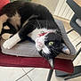 𝐌𝐨𝐮𝐬𝐭𝐢𝐤 a rejoint le concours — aidez-le/la à gagner de superbes lots ! cat, black_and_white_cat, green_eyes, pet, domestic_cat, indoor, chair, cushion, relaxed, feline, whiskers, pink_nose, collar, floor_tiles, plant, houseplant, furniture, cozy, cute, curious