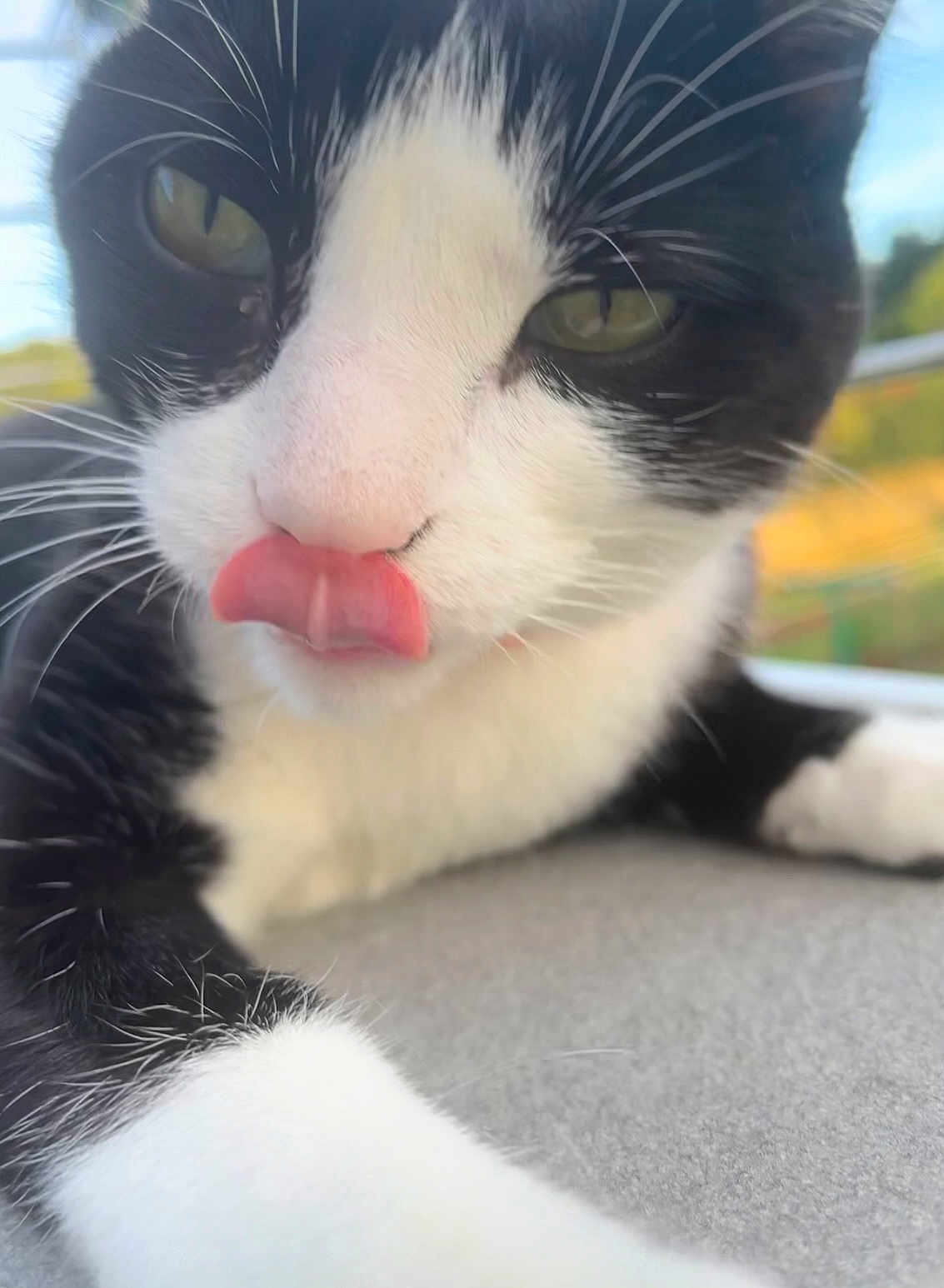 𝐌𝐨𝐮𝐬𝐭𝐢𝐤 a rejoint le concours — aidez-le/la à gagner de superbes lots ! cat, black_and_white, close_up, tongue_out, whiskers, fur, pet, animal, cute, playful, outdoor, blurred_background, greenery, sky, face, nose, paw, resting, soft_light, domestic_cat