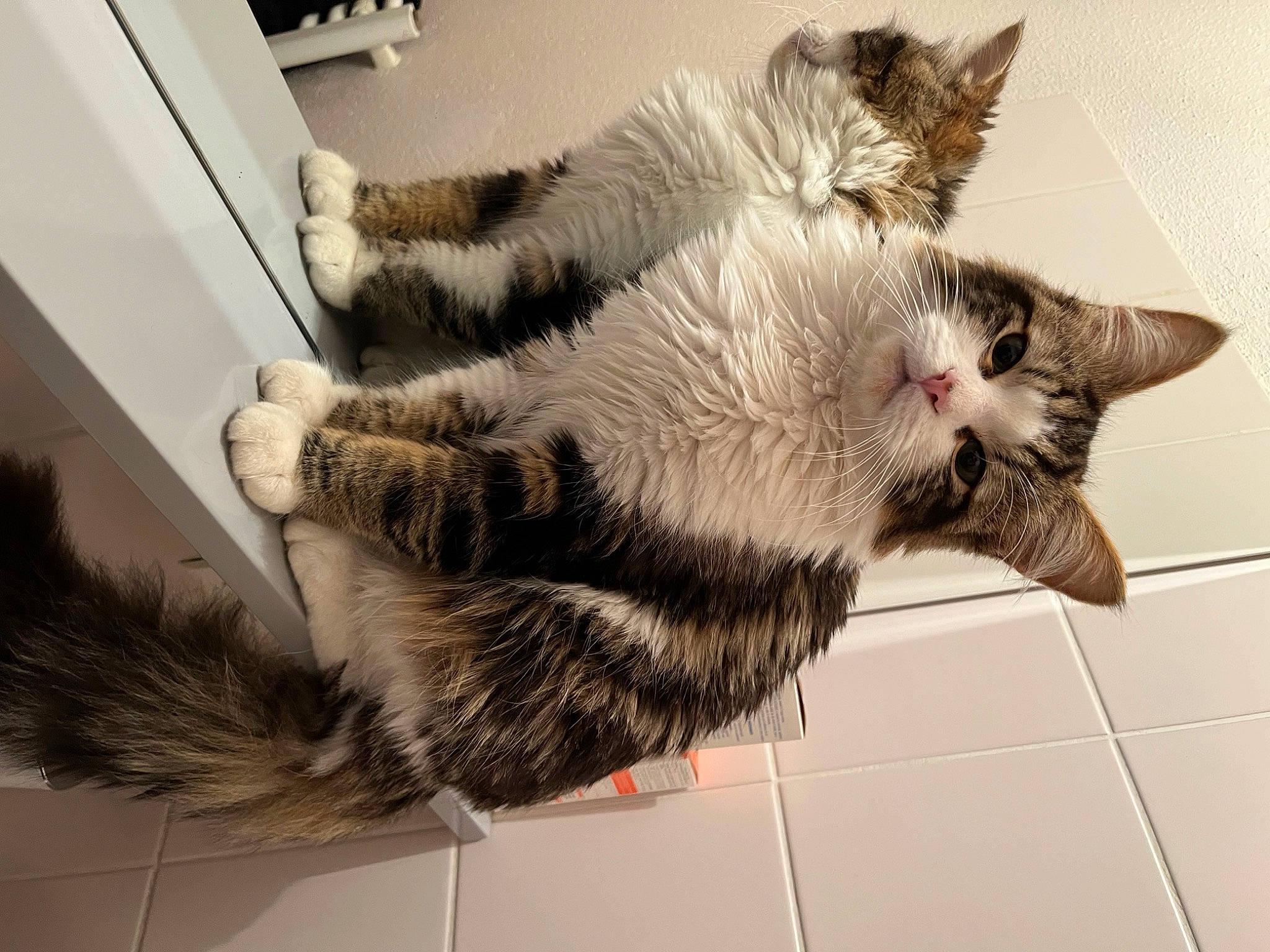 Kaïto a rejoint le concours — aidez-le/la à gagner de superbes lots ! carnivore, cat, claw, comfort, domestic_short_haired_cat, felidae, flooring, fur, nap, paw, small_to_medium_sized_cats, tail, whiskers