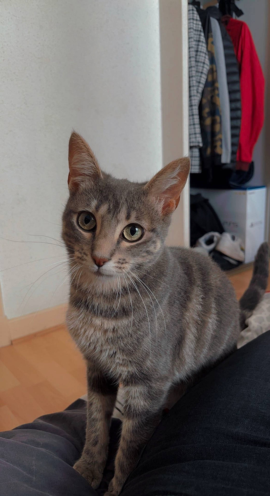 Natsu participe au concours pour gagner de l&#x27;argent avec cette photo : building, carnivore, cat, domestic_short_haired_cat, felidae, fur, grey, shelf, sitting, small_to_medium_sized_cats, snout, tail, terrestrial_animal, whiskers, window