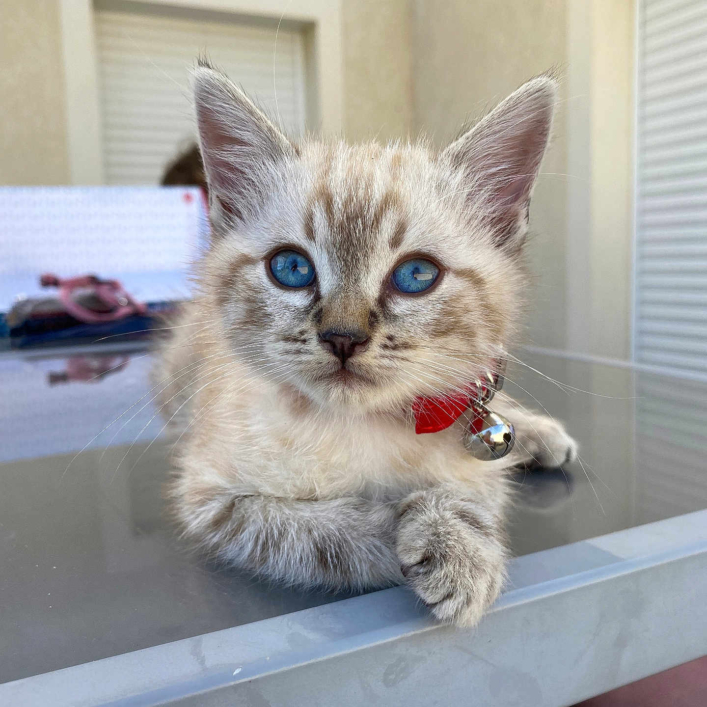 Sky participe au concours pour gagner de l'argent avec cette photo : animal, bell, blue_eyes, cat, close_up, collar, curious, cute, domestic_cat, face, feline, fur, glass_table, indoor, kitten, paw, pet, relaxed, whiskers, young