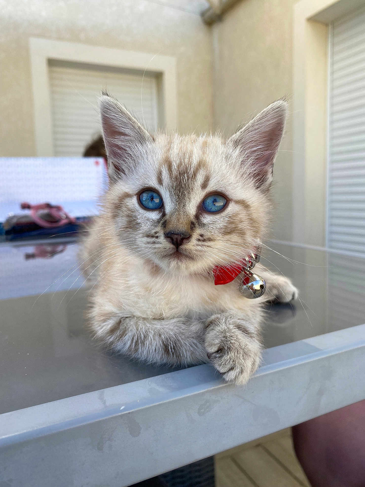 Sky participe au concours pour gagner de l'argent avec cette photo : kitten, cat, blue_eyes, fur, collar, bell, glass_table, indoor, curious, pet, animal, whiskers, close_up, young, cute, feline, relaxed, paw, face, domestic_cat