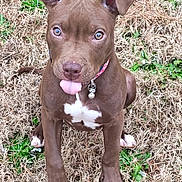 Macho is registered to the contest to win money with this photo: puppy, dog, brown_dog, tongue_out, collar, bell, grass, outdoor, pet, cute, young_dog, playful, white_patch, sitting, animal, canine, ears_up, looking_up, nature, adorable