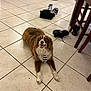 Tango joined the competition — help win amazing prizes! dog, brown_dog, tie, floor, tile_floor, shoes, sneakers, furniture, chair, legs, indoor, happy, pet, canine, smiling, laying_down, white_paws, brown_fur, casual, household
