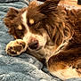 Tango joined the competition — help win amazing prizes! dog, sleeping, brown, white, fluffy, paw, blanket, cozy, indoor, resting, pet, fur, closeup, relaxed, cute, animal, snuggle, comfort, domestic, quiet
