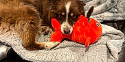 Tango joined the competition — help win amazing prizes! dog, plush_toy, blanket, brown_fur, white_fur, couch, indoor, pet, relaxed, toy, stuffed_fish, fur, snuggling, comfort, animal, laying_down, cozy, cute, soft_texture, home
