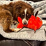 dog, plush_toy, blanket, brown_fur, white_fur, couch, indoor, pet, relaxed, toy, stuffed_fish, fur, snuggling, comfort, animal, laying_down, cozy, cute, soft_texture, home