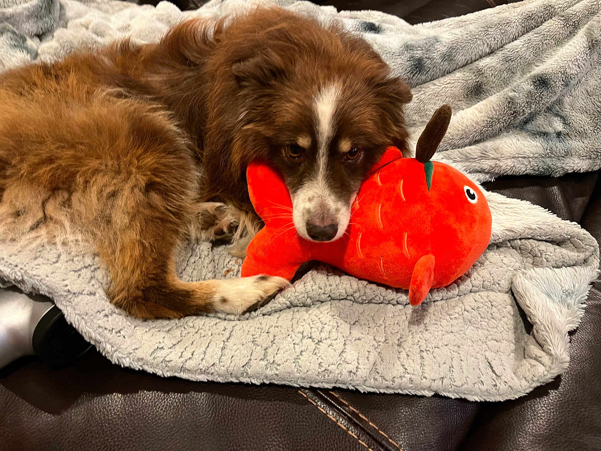 Tango joined the competition — help win amazing prizes! dog, plush_toy, blanket, brown_fur, white_fur, couch, indoor, pet, relaxed, toy, stuffed_fish, fur, snuggling, comfort, animal, laying_down, cozy, cute, soft_texture, home