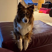 Tango joined the competition — help win amazing prizes! dog, pet, indoor, living_room, ottoman, furniture, basketball_arcade_game, exercise_mats, brown_dog, white_fur, carpet, door, wall, ceiling_light, relaxed, seated, cute, fluffy, home, cozy