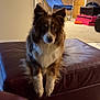 dog, pet, indoor, living_room, ottoman, furniture, basketball_arcade_game, exercise_mats, brown_dog, white_fur, carpet, door, wall, ceiling_light, relaxed, seated, cute, fluffy, home, cozy