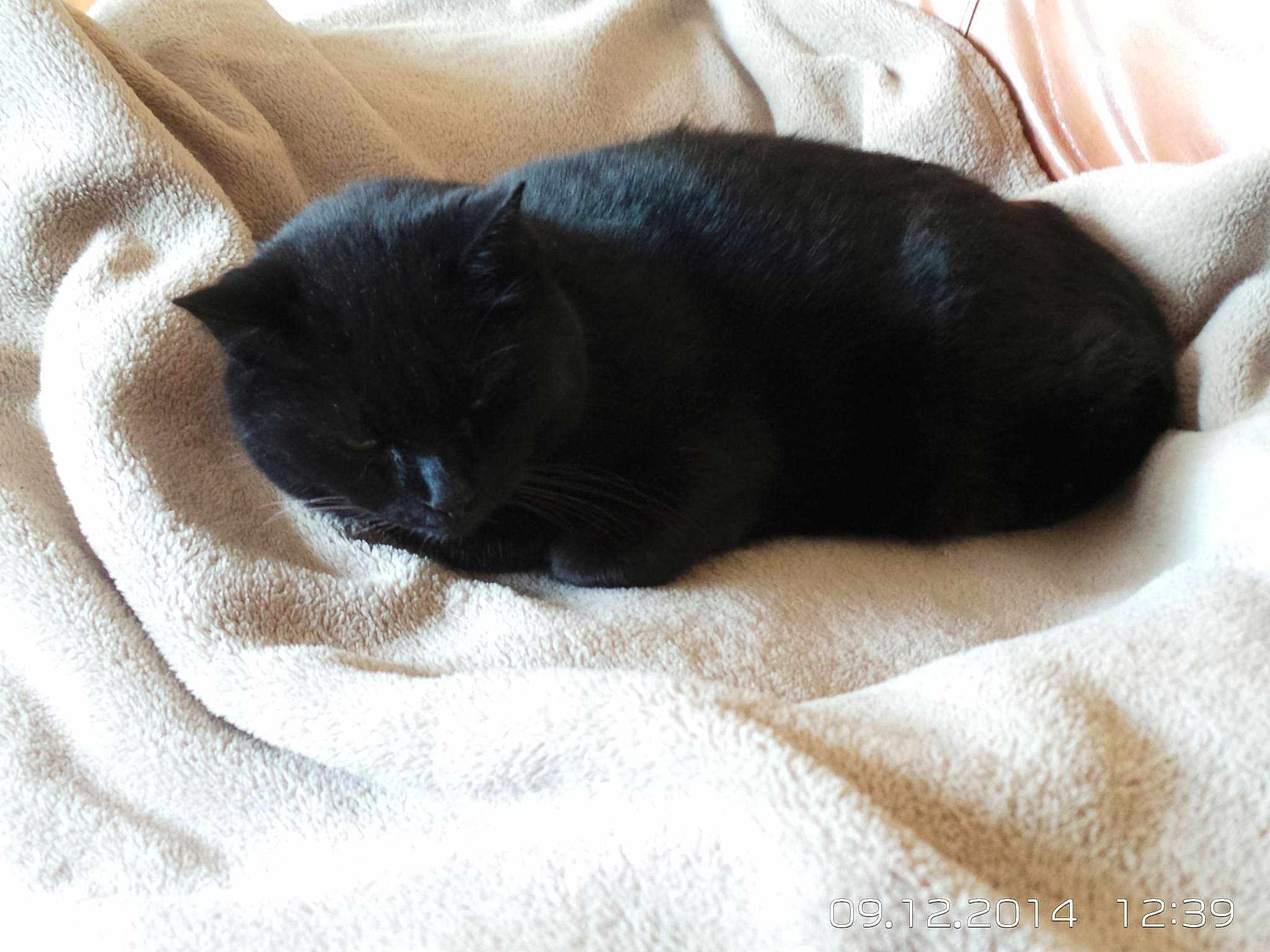 Moumousse
