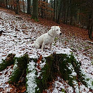 Adonis participe au concours pour gagner de l'argent avec cette photo :