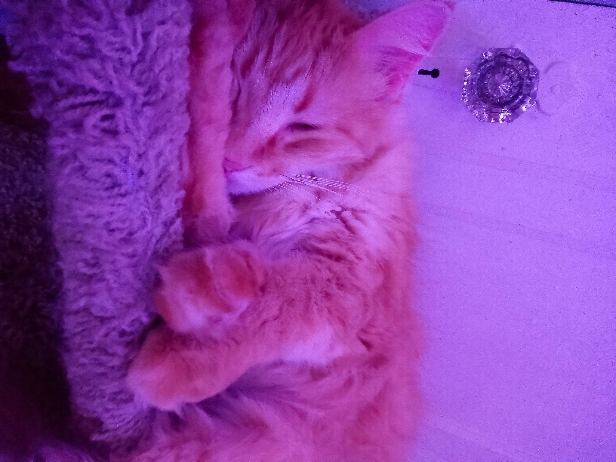 Ginger is registered to the contest to win money with this photo: carnivore, cat, claw, domestic_short_haired_cat, electric_blue, felidae, fur, magenta, paw, pink, purple, small_to_medium_sized_cats, tail, violet, whiskers