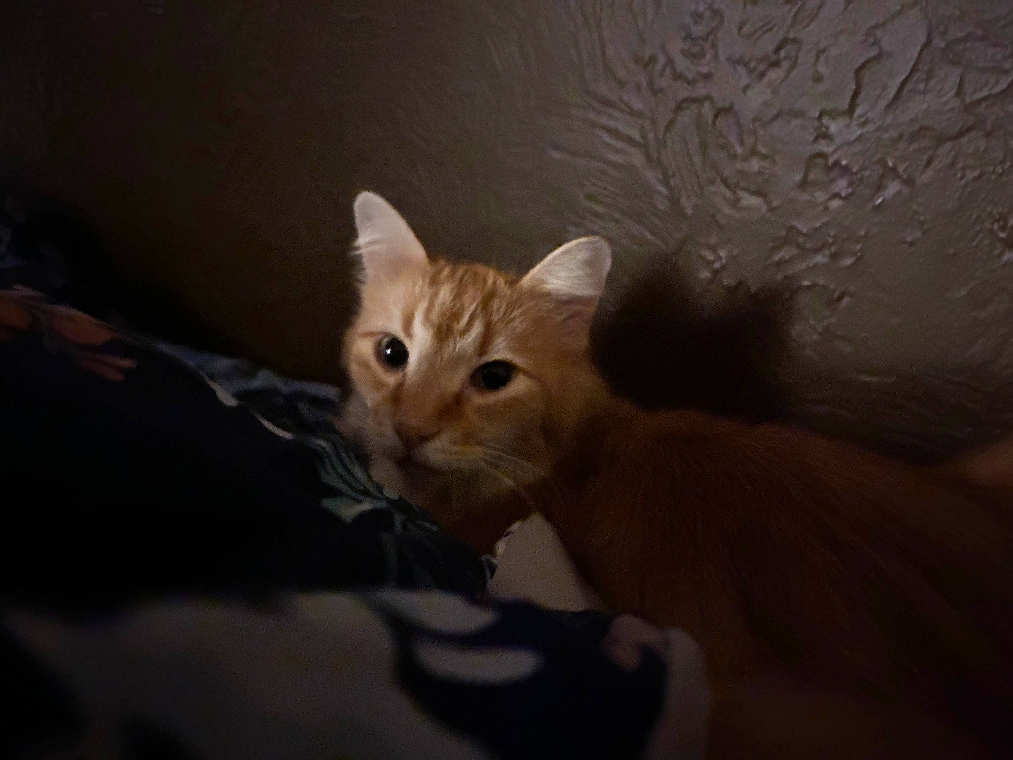 Ginger joined the competition — help win amazing prizes! carnivore, cat, comfort, darkness, domestic_short_haired_cat, ear, fawn, felidae, fur, paw, small_to_medium_sized_cats, snout, tail, terrestrial_animal, whiskers, wood