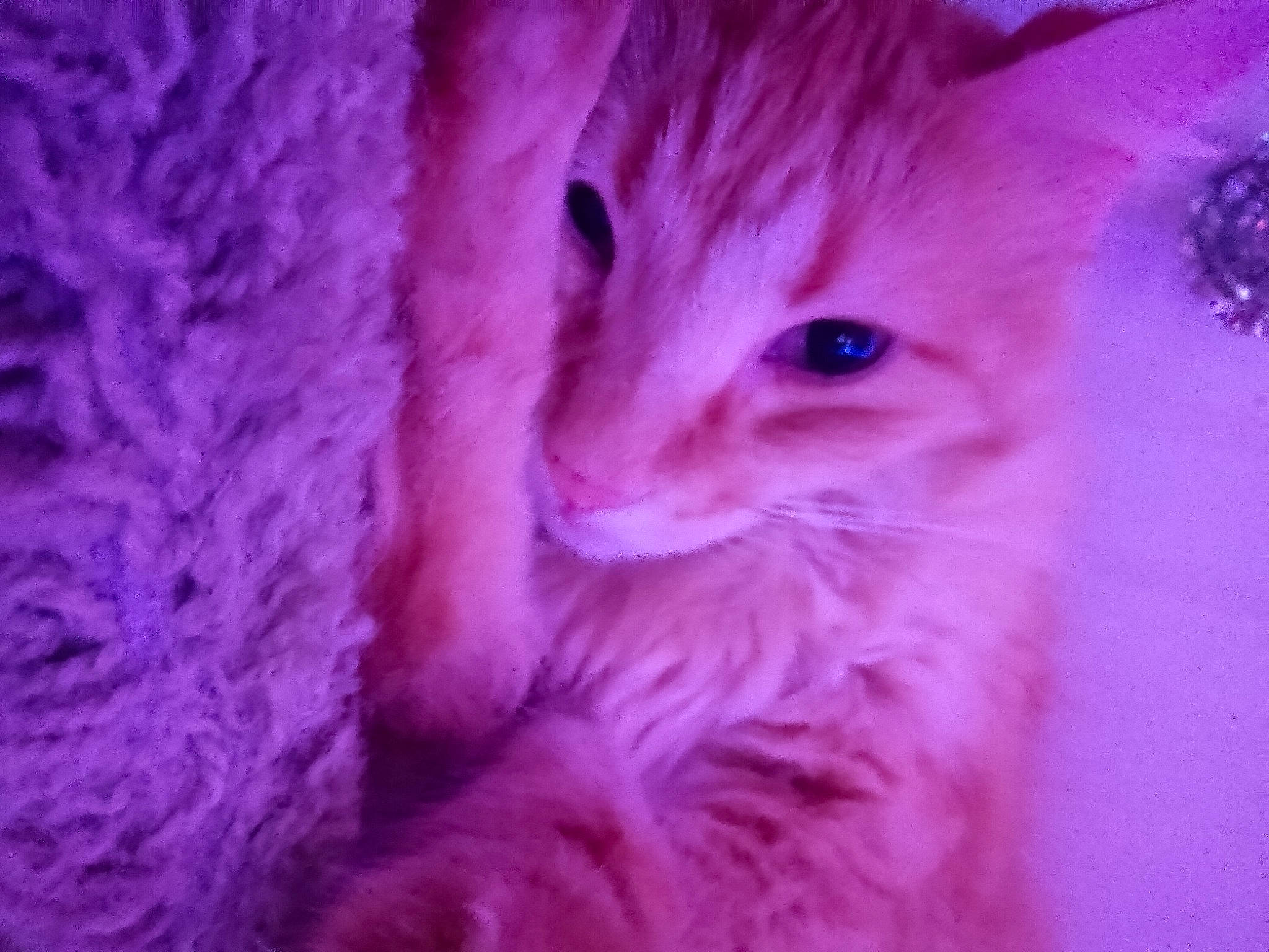 Ginger joined the competition — help win amazing prizes! carnivore, cat, close_up, electric_blue, event, felidae, fur, magenta, pattern, peach, pink, purple, small_to_medium_sized_cats, snout, tail, violet, whiskers, wool, woolen, woven_fabric