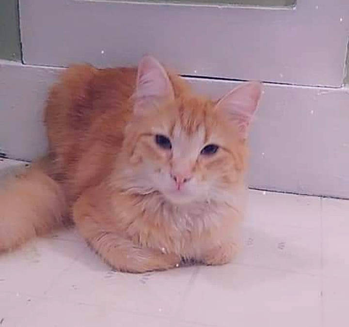 Ginger is registered to the contest to win money with this photo: box, carnivore, cat, claw, domestic_short_haired_cat, fawn, felidae, flooring, fur, hardwood, paw, small_to_medium_sized_cats, snout, tail, terrestrial_animal, whiskers, wood