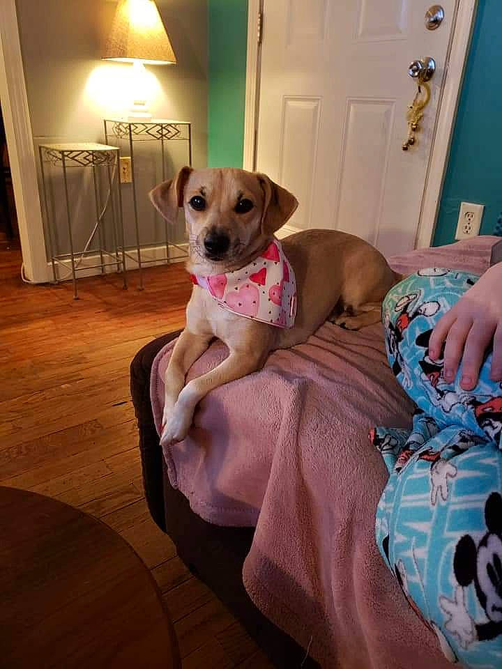 Winnie joined the competition — help win amazing prizes! carnivore, chair, collar, comfort, companion_dog, couch, dog, dog_breed, dog_supply, door, fawn, flooring, furniture, hardwood, linens, pet_supply, room, snout, wood, working_animal