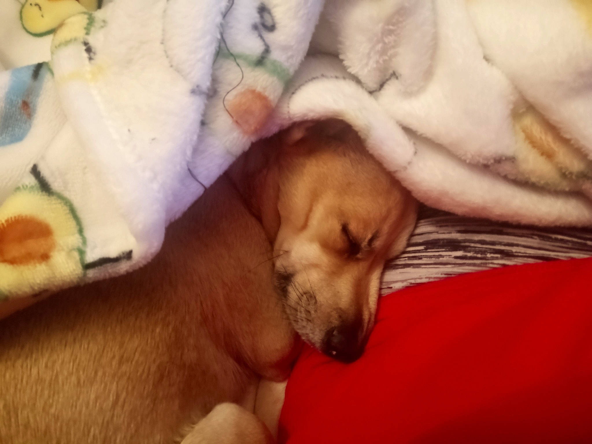 Winnie is registered to the contest to win money with this photo: bed, bedding, bedtime, canidae, carnivore, cloud, comfort, companion_dog, couch, dog, dog_breed, dog_supply, fawn, fur, linens, snout, sporting_group, toy_dog, whiskers, working_animal