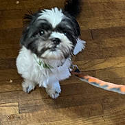 Max is registered to the contest to win money with this photo: dog, puppy, small_dog, fluffy, black_and_white, shih_tzu, pet, animal, sitting, looking_up, face, eyes, tail, leash, wooden_floor, hardwood, indoors, home, portrait, cute